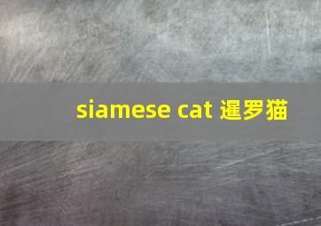 siamese cat 暹罗猫